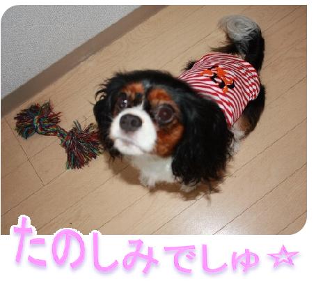 hanabai-1.jpg